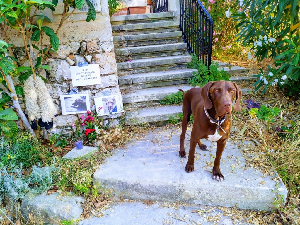German pointer, Maltese hunting dog mix rescue dog